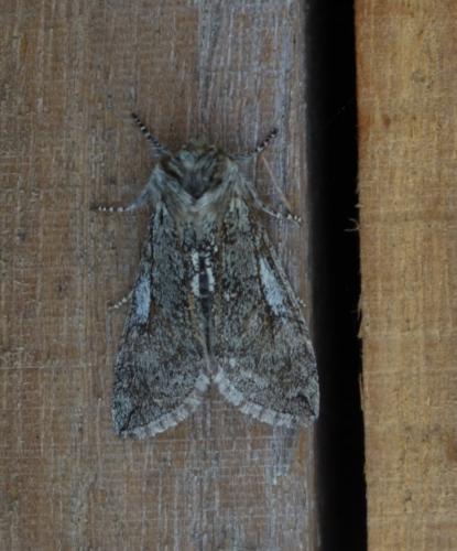 Achlya flavicornis